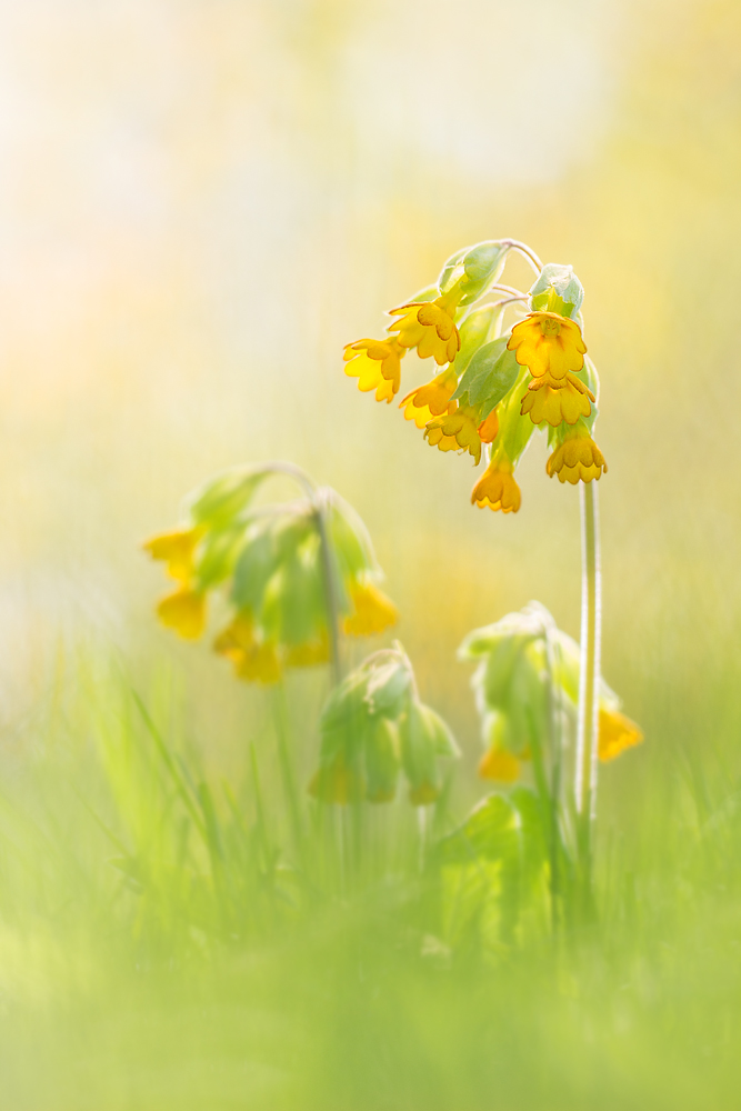 Morgen auf der Schlüsselblumenwiese
