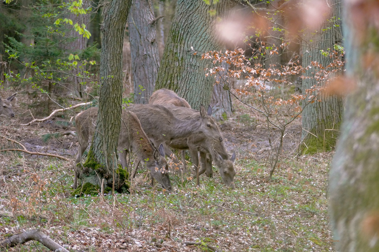 Rotwild zum anfassen