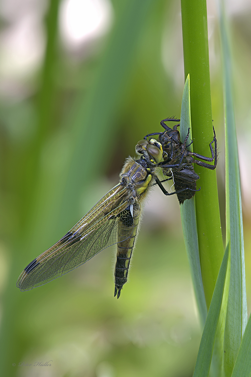 Frisch geschlüpfte Vierfleck Libelle mit Larve