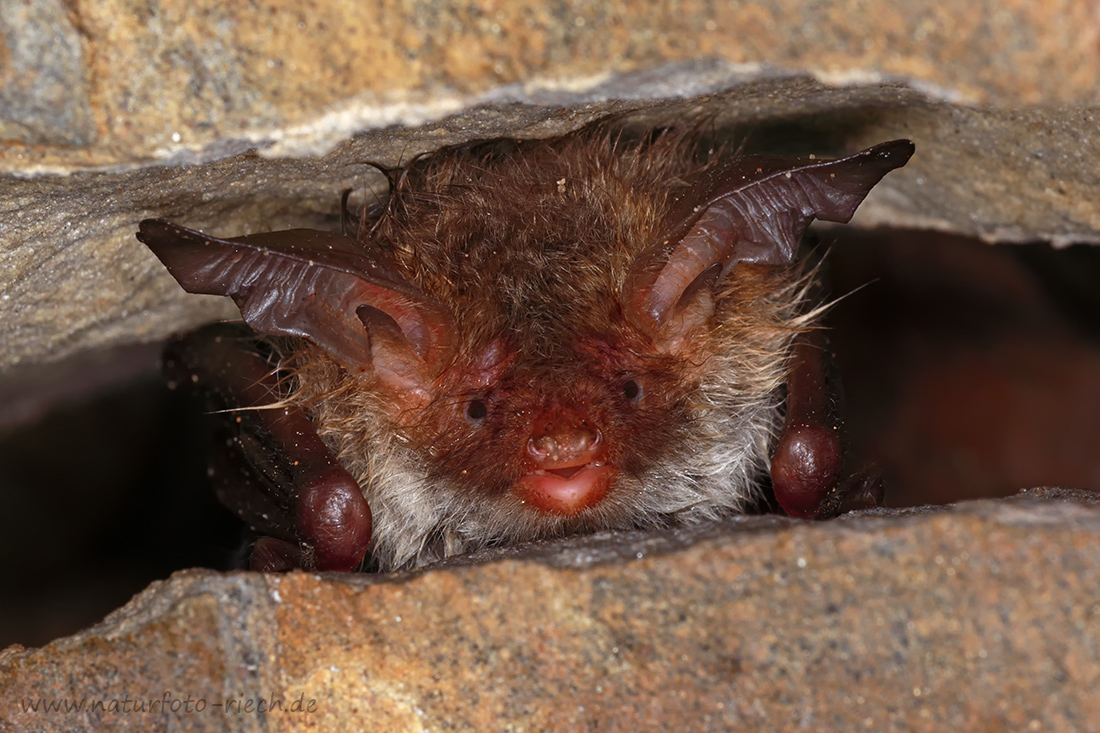 Bechsteinfledermaus