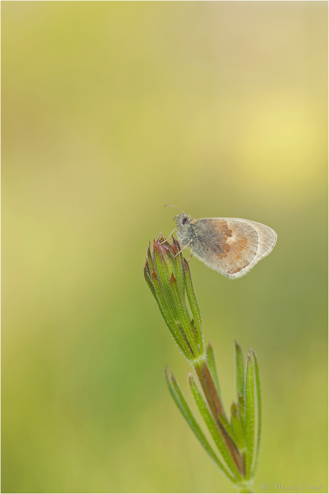 Kleines Wiesenvögelchen (Coenonympha pamphilus)