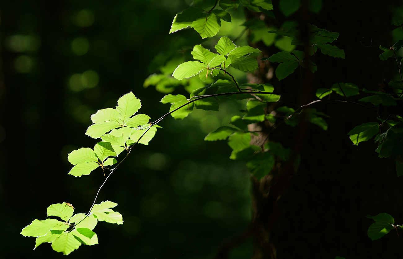 Licht im Frühlingswald