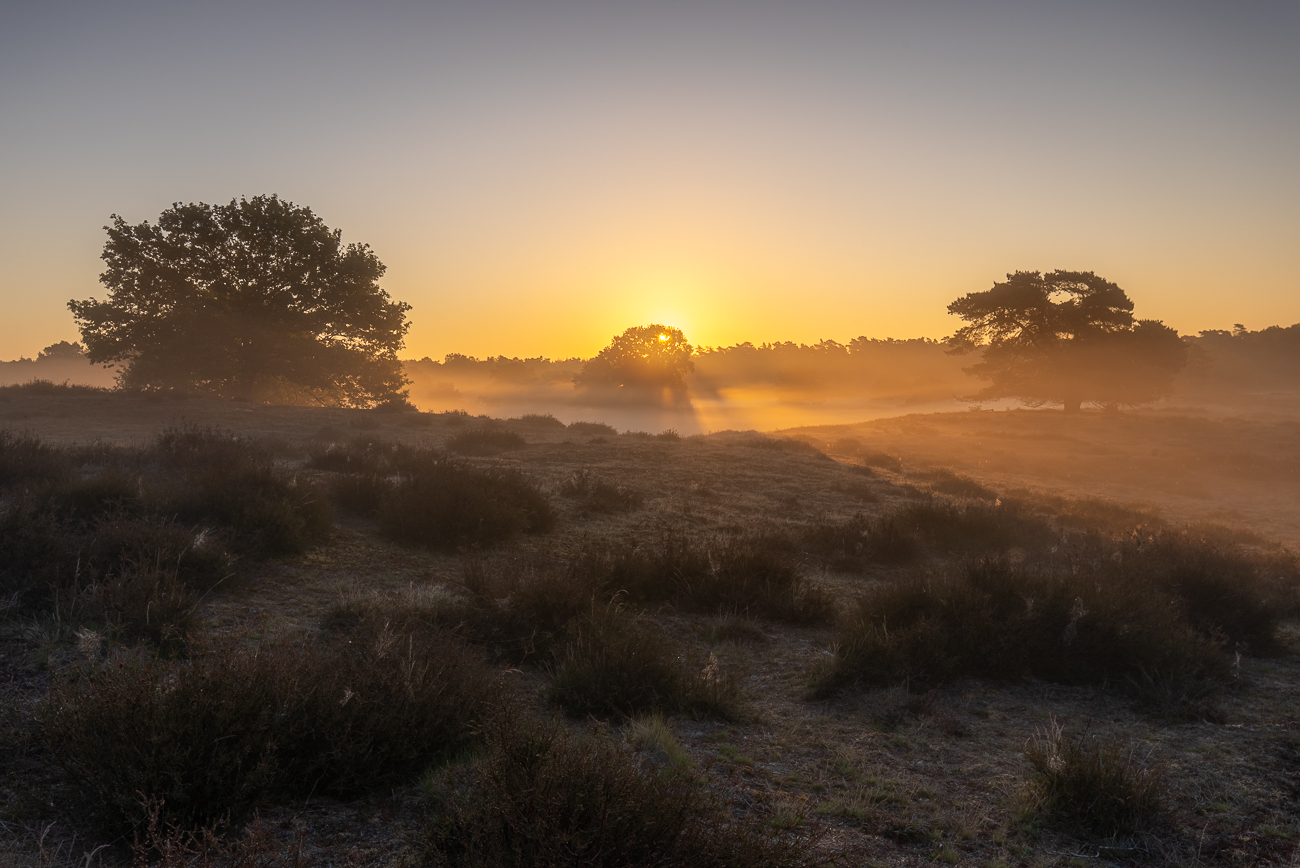 In der Heide