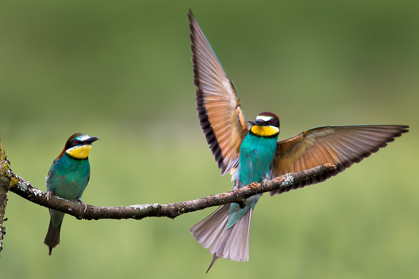 Merops apiaster