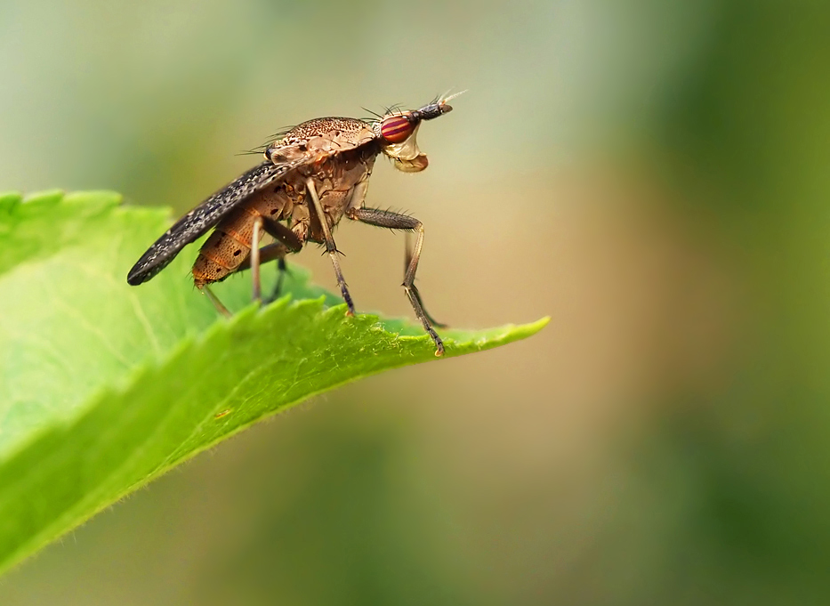 Euthycera cribata