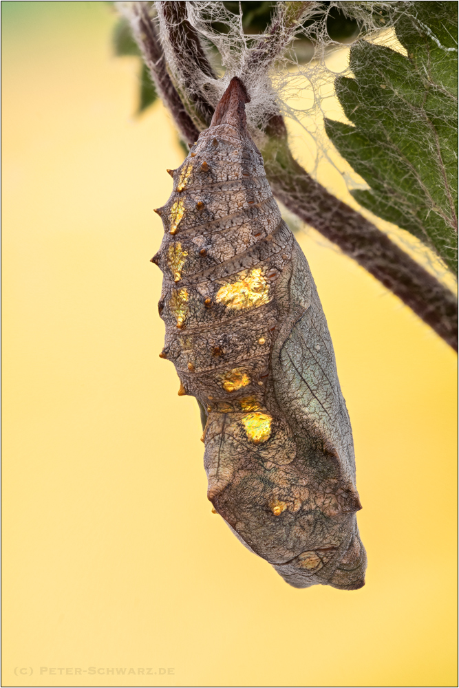 Admiral Puppe (Vanessa atalanta)