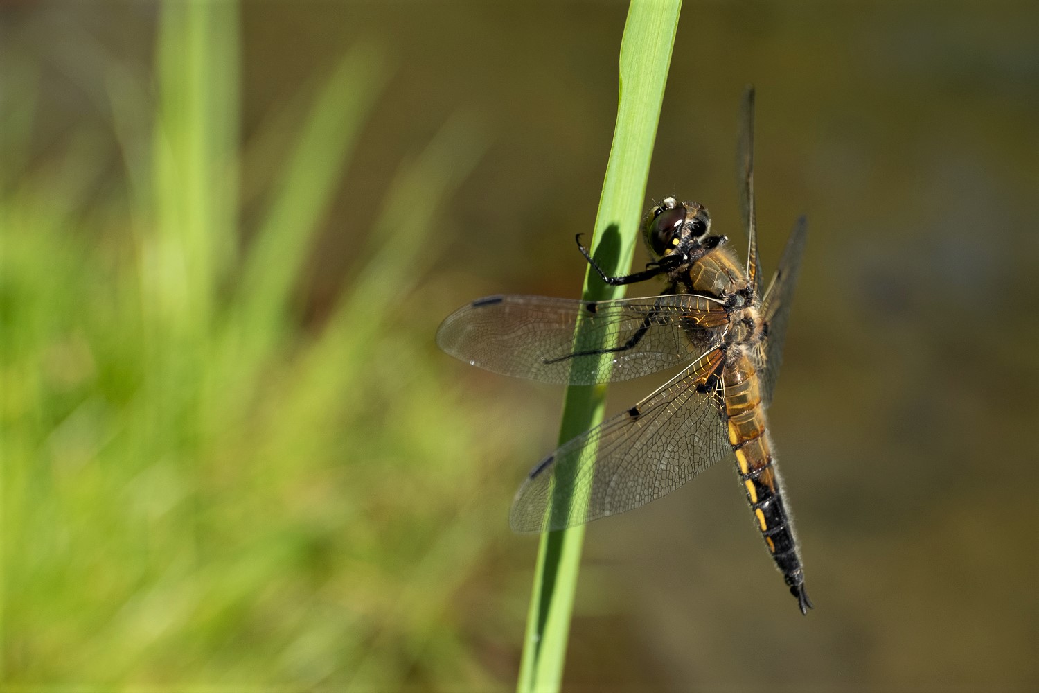 Vierflecklibelle