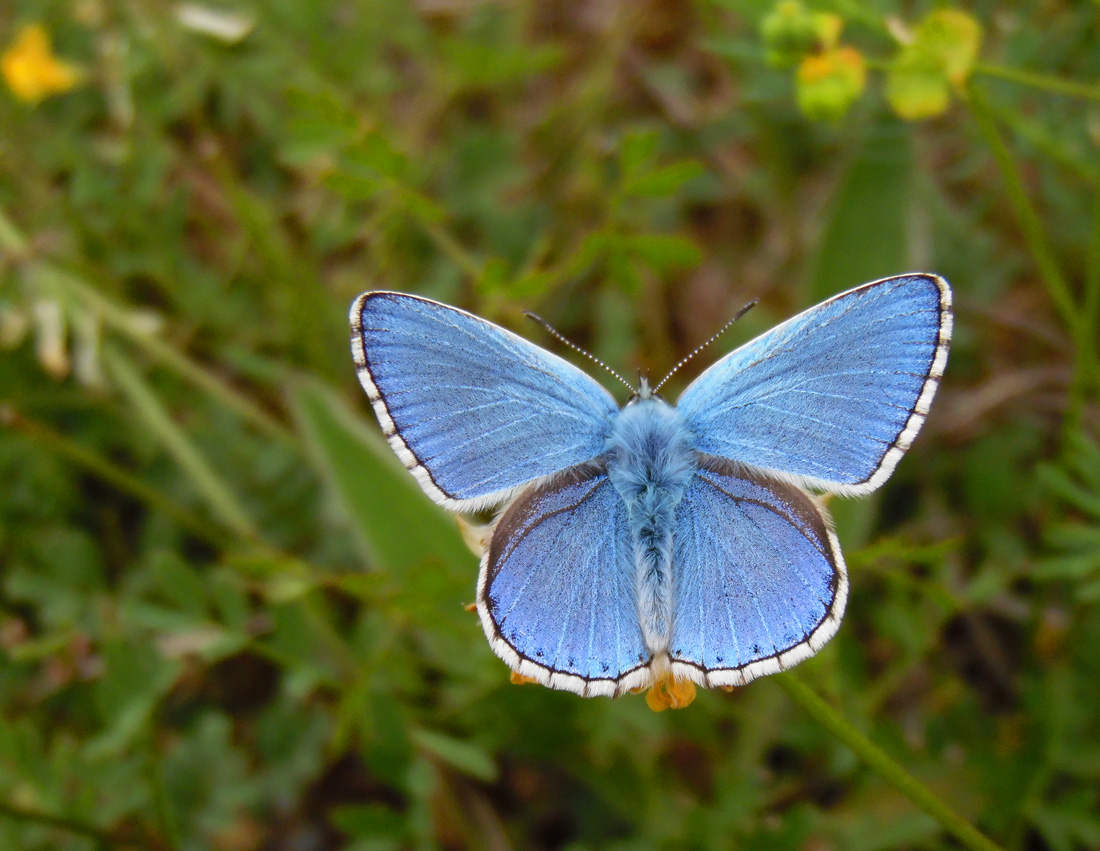 Himmelblauer Bläuling