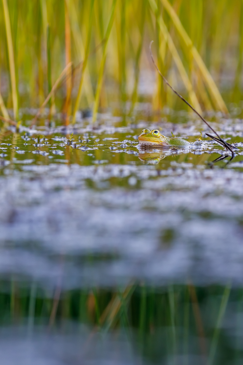 Grünfrosch im Biotop