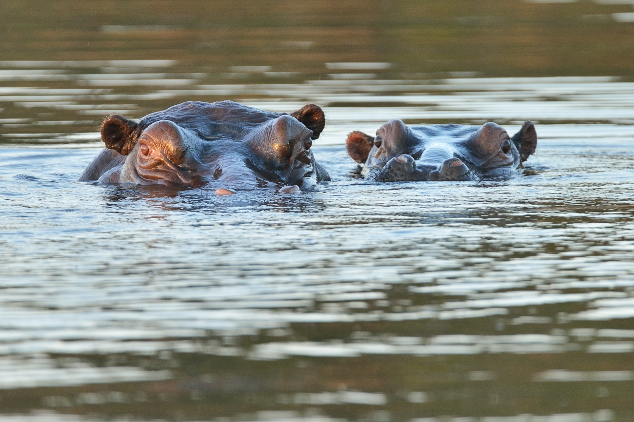 Hippos im letzten Licht