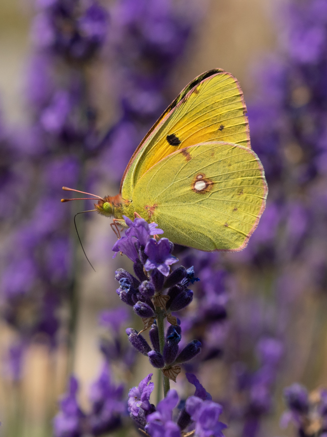 Postillon auf Lavendel