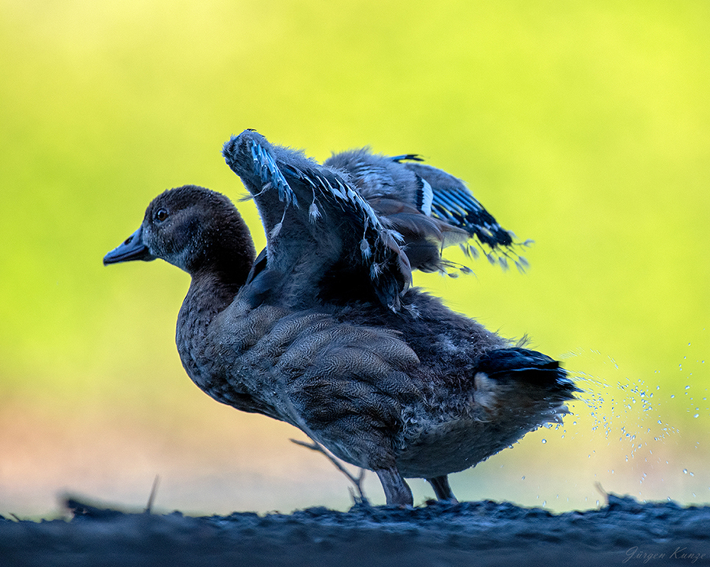 Gänschen Düsentrieb