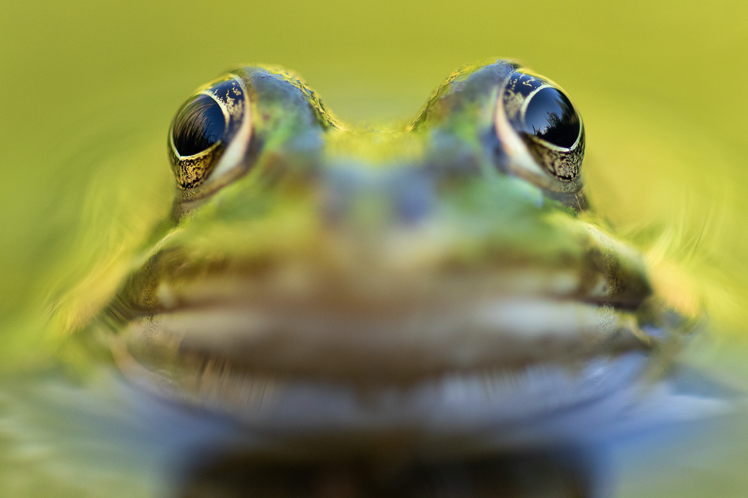 Froschperiment