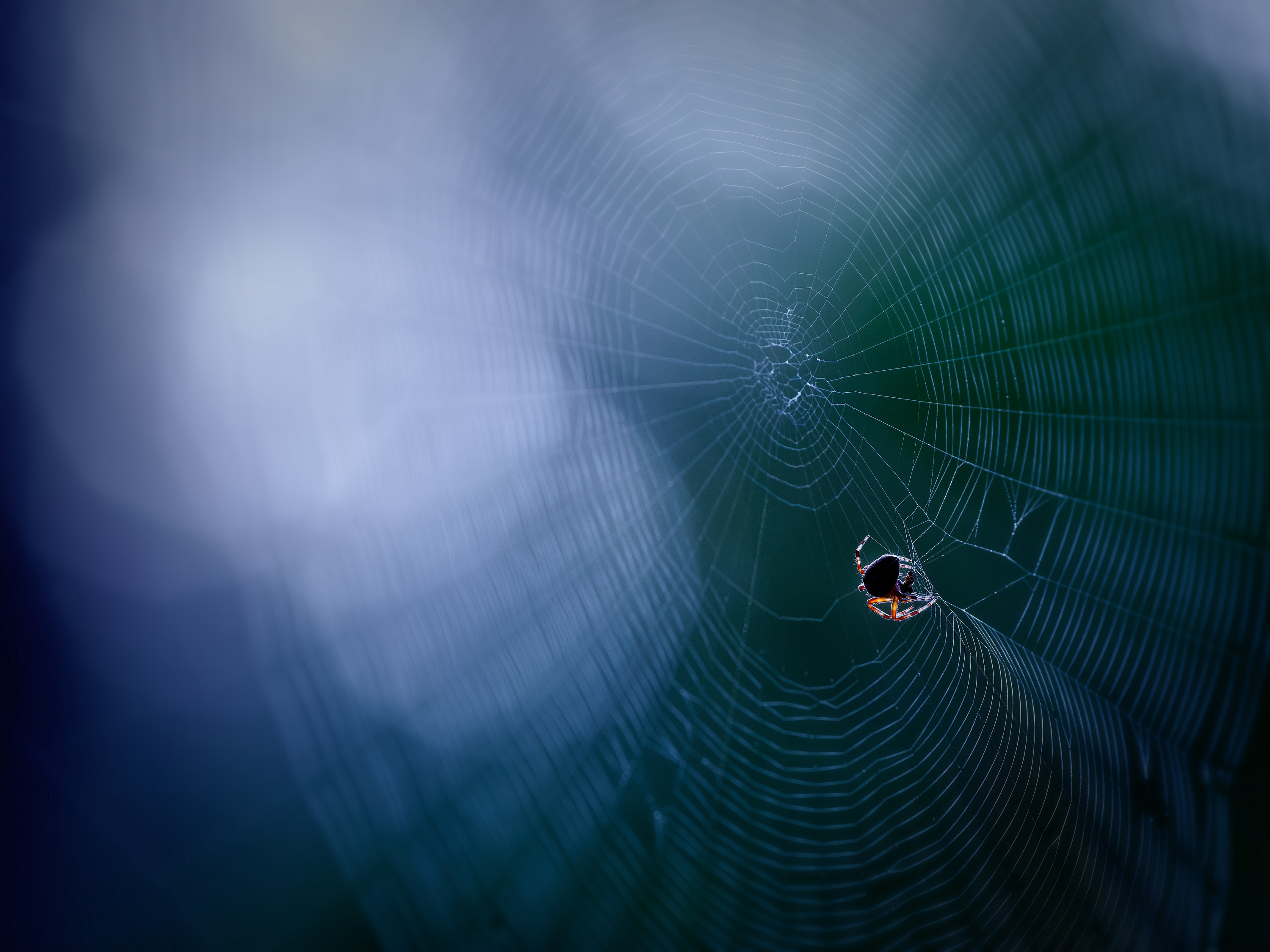 The unknown spider
