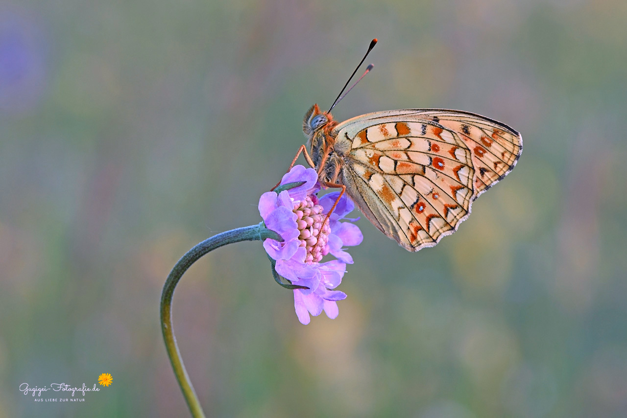 Mittlerer Perlmuttfalter (Fabriciana niobe)