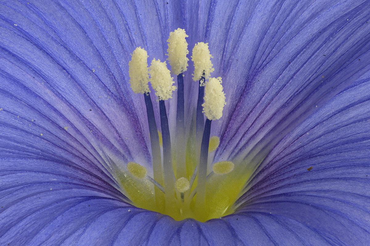 Staubgefäße einer heimischen Wiesenblume.