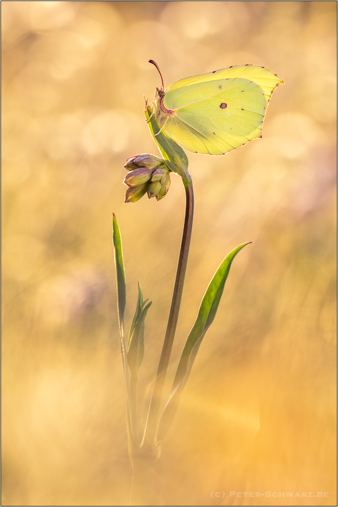 Zitronenfalter (Gonepteryx rhamni)