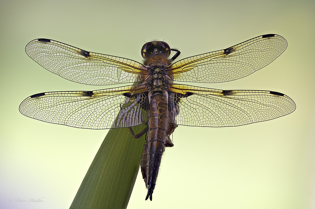 Vierflecklibelle in der Morgensonne