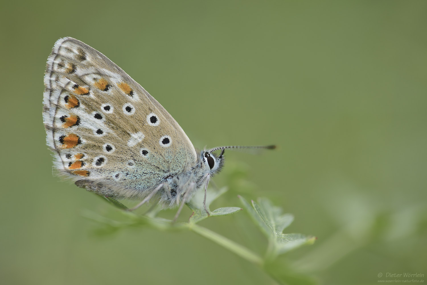 Himmelblauer Bläuling