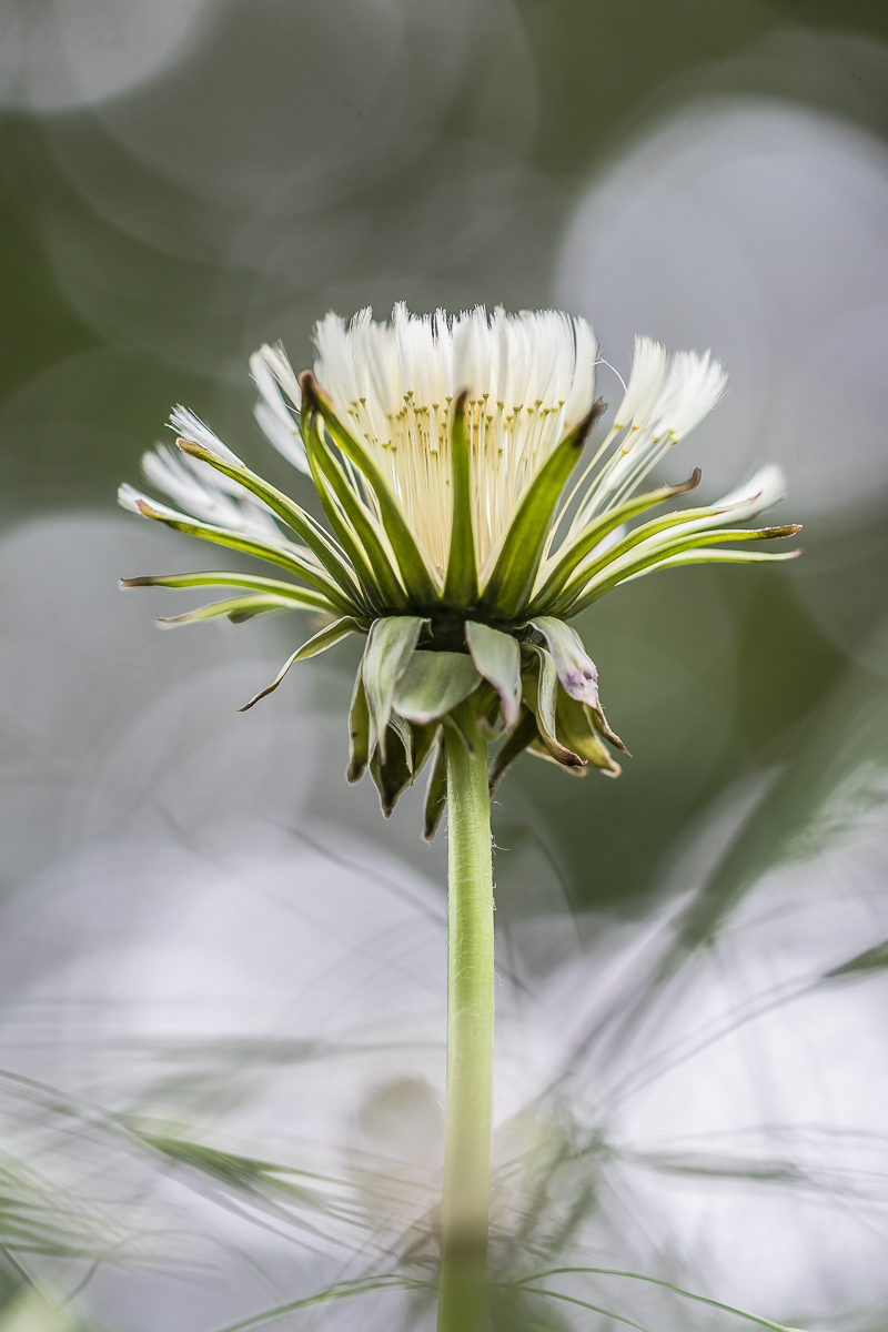 Bald bin ich eine Pusteblume