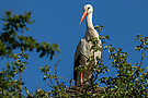 Weißstorch (Ciconia ciconia)