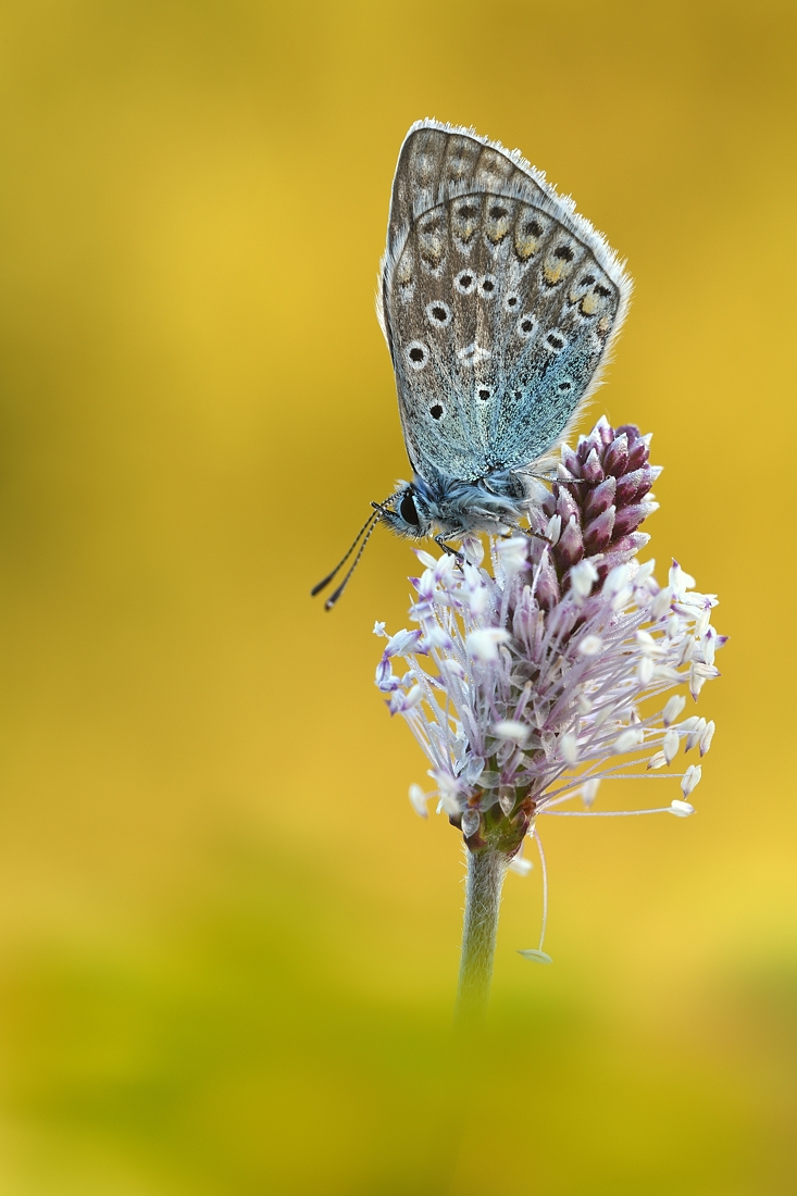 Bläuling (Forum für Naturfotografen)
