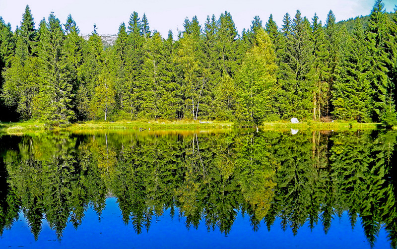 Nadelwald im Herbst