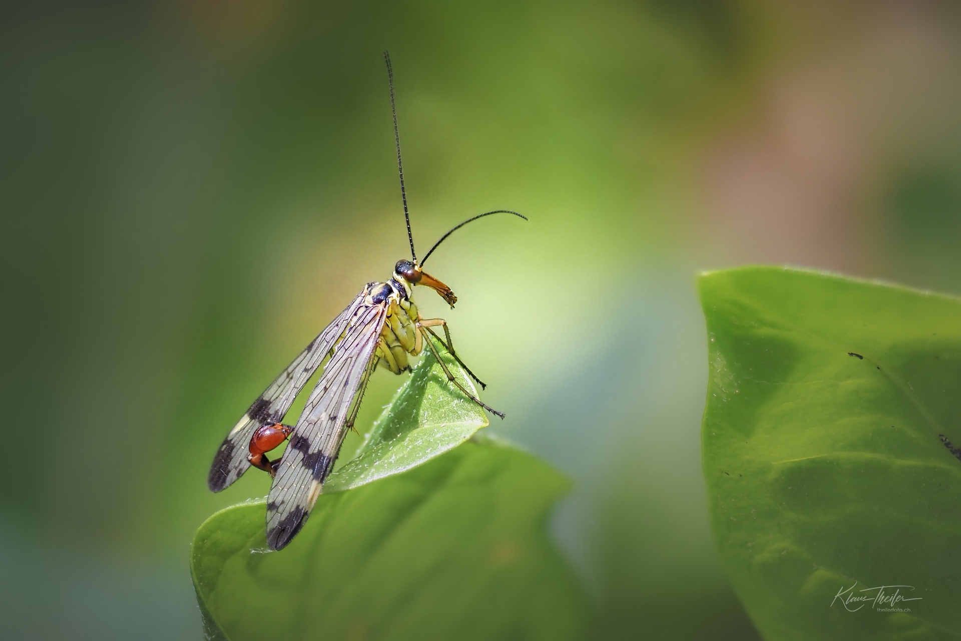 Skorpionsfliege