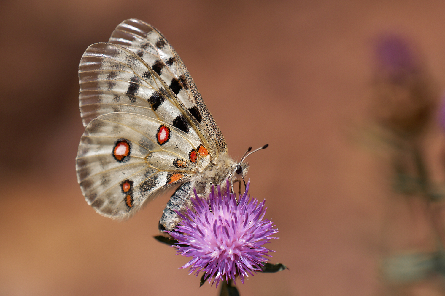 Parnassius apollo vinningensis (Moselapollo)