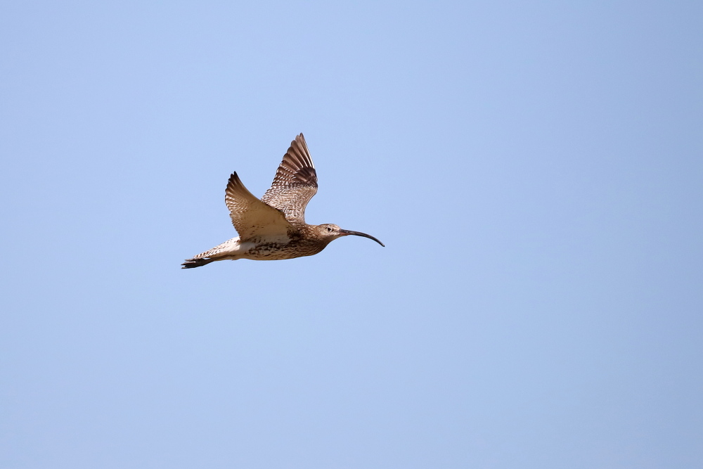 Brachvogel