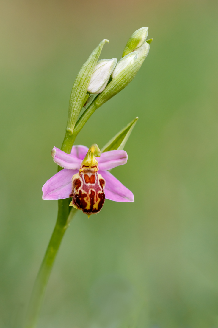 Bienen-Ragwurz (Ophrys apifera, ssp. friburgensis)