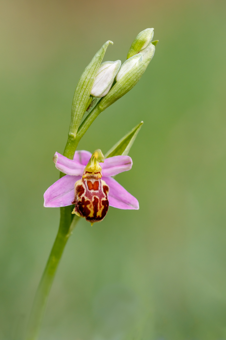 Bienen-Ragwurz (Ophrys apifera, ssp. friburgensis)