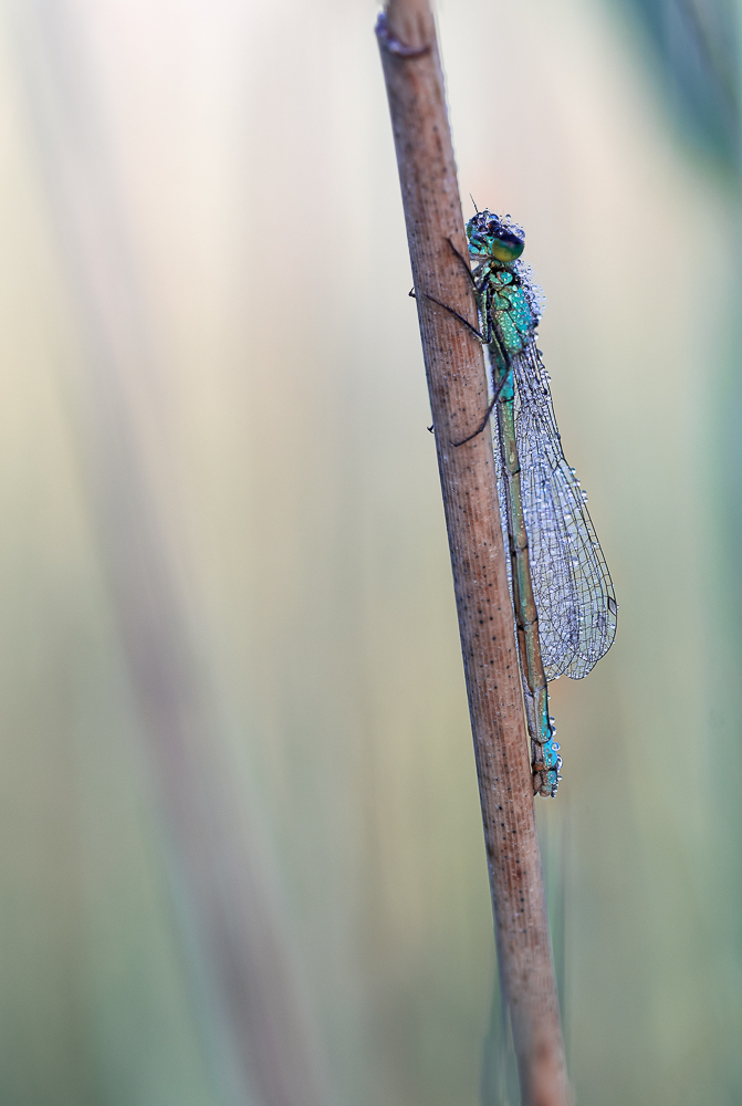 Pastelllibelle