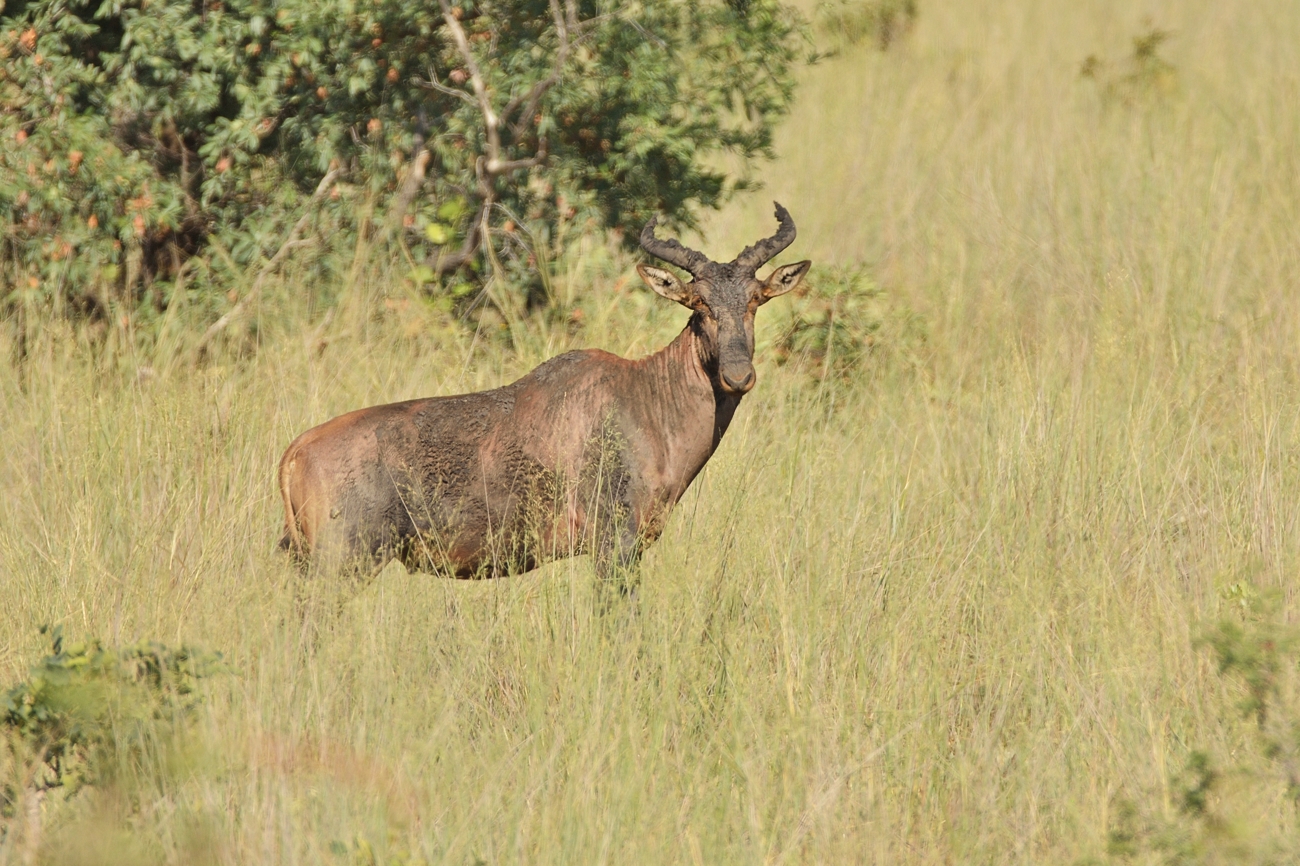 Leierantilope