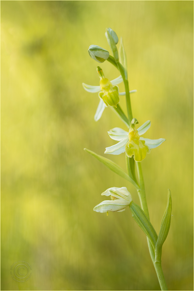 Bienen-Ragwurz (Ophrys apifera var. basiliensis)