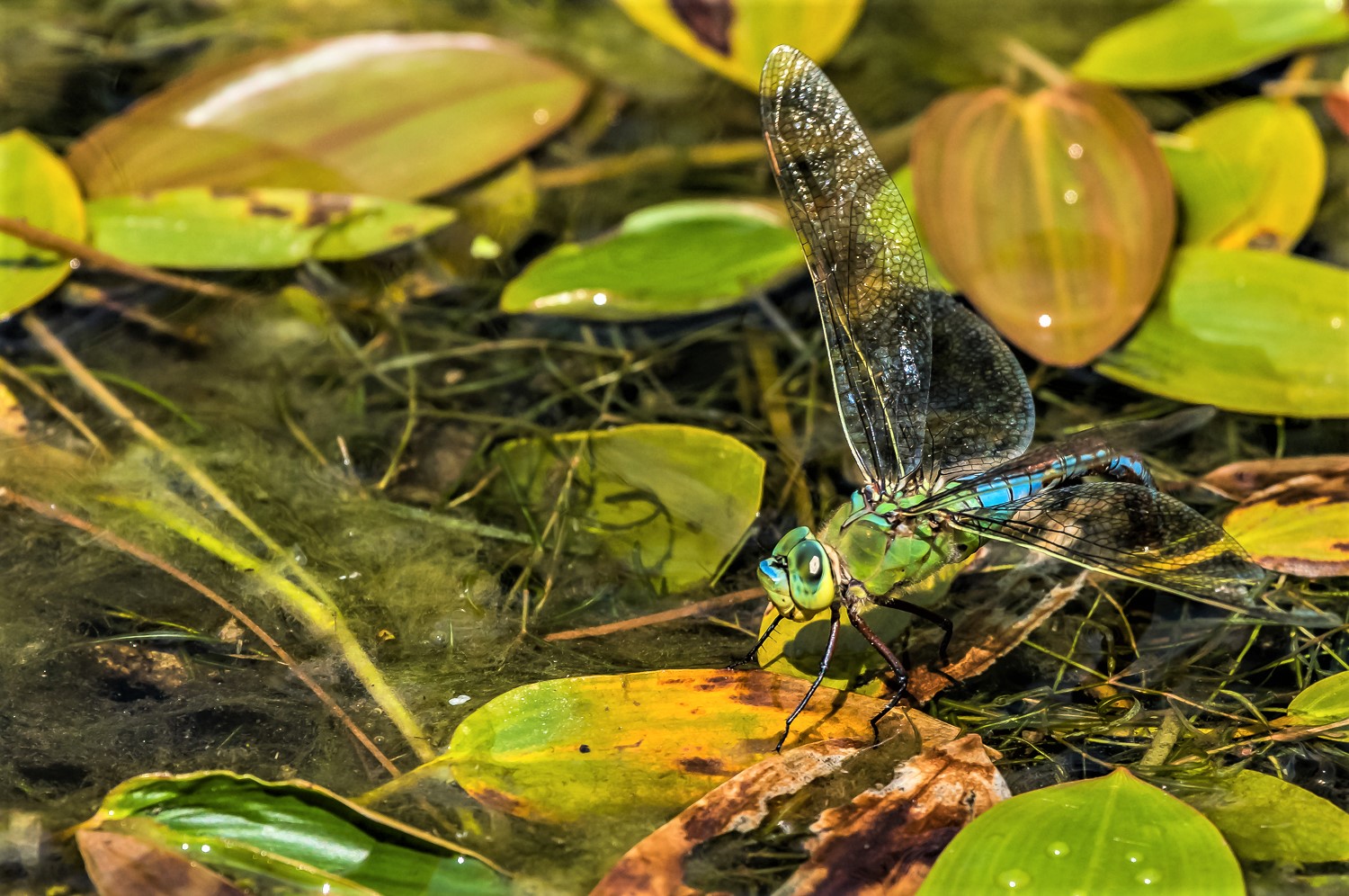 Grosse Koenigslibelle (Anax Imperator)