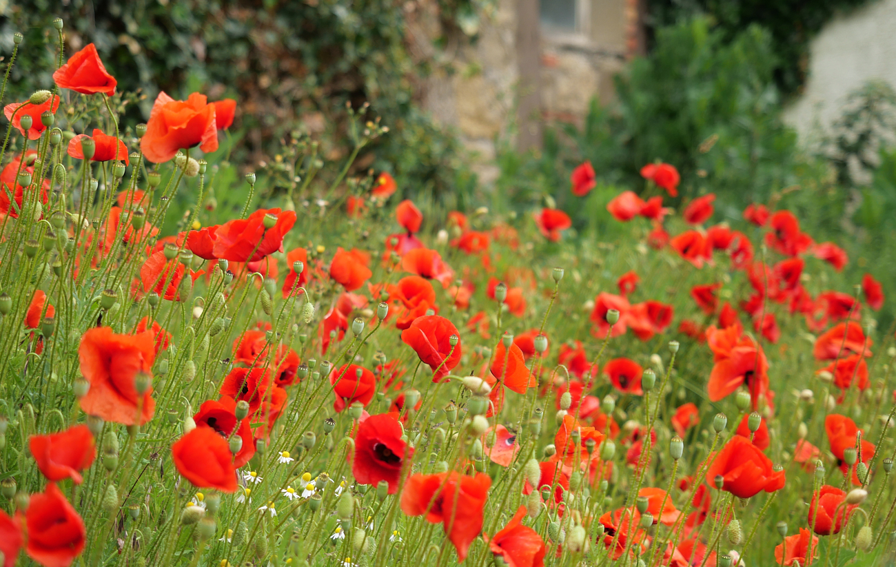 Roter Mohn - 2