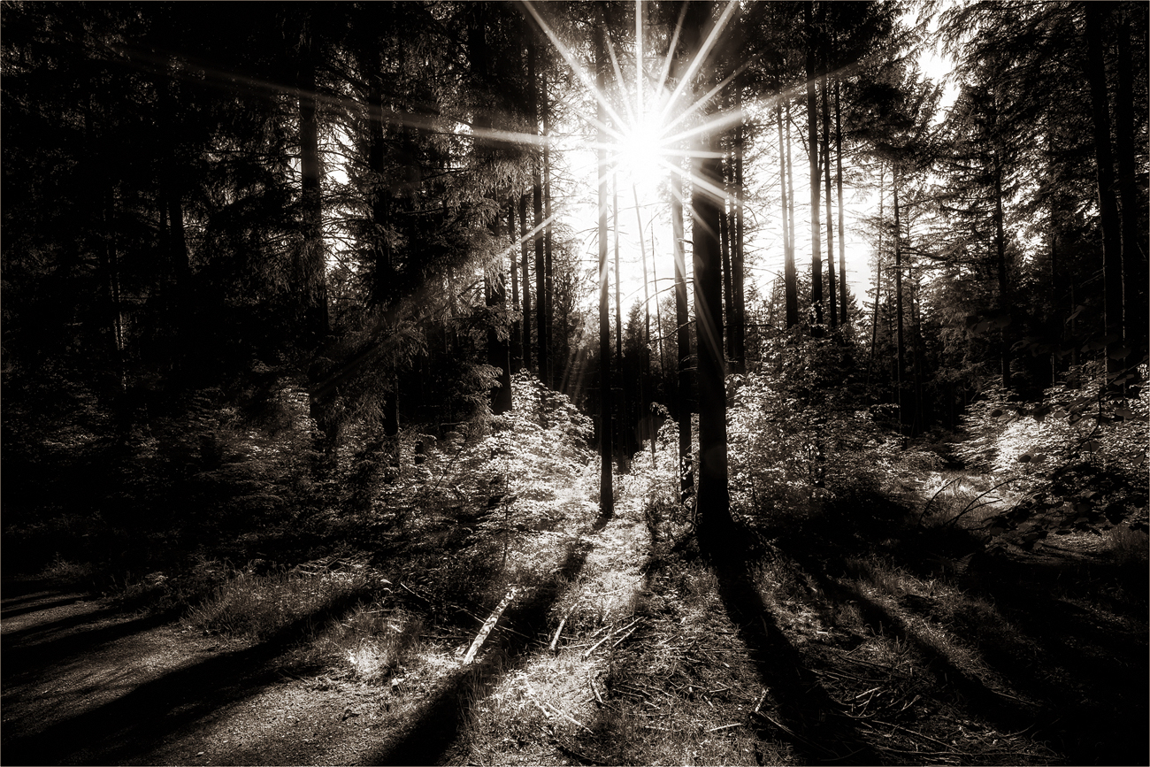 Mein Tagfoto vom Wald