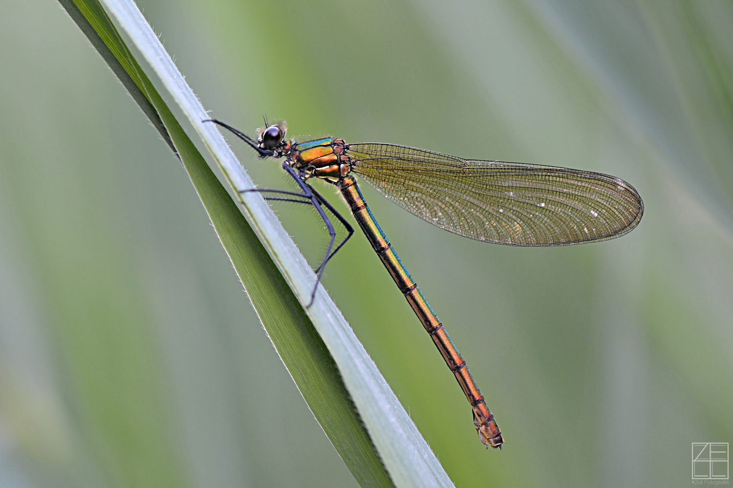 Gebänderte Prachtlibelle ( Calopteryx Splendens)