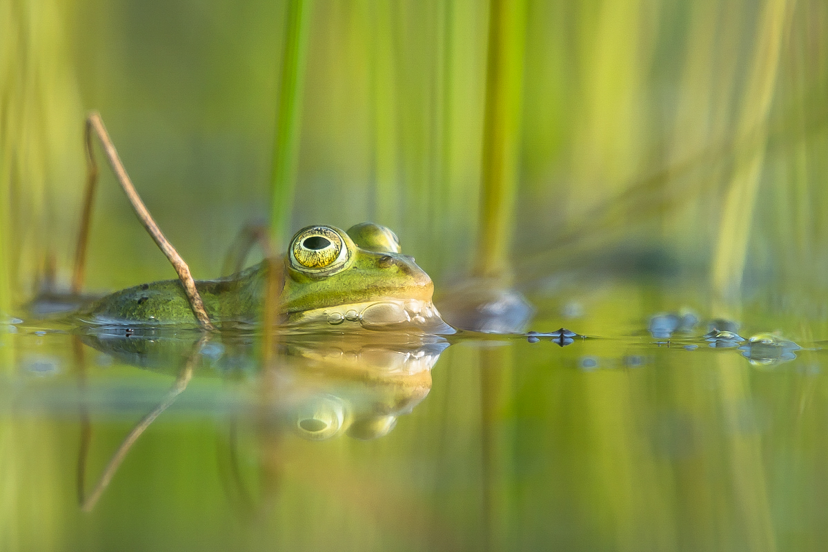 Ein Teichfrosch