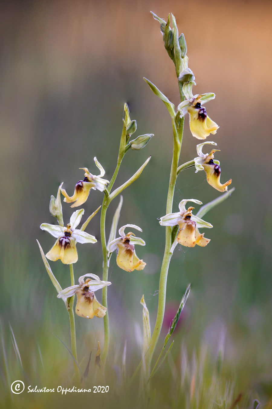 Ophrys lacaitae (Forum für Naturfotografen)