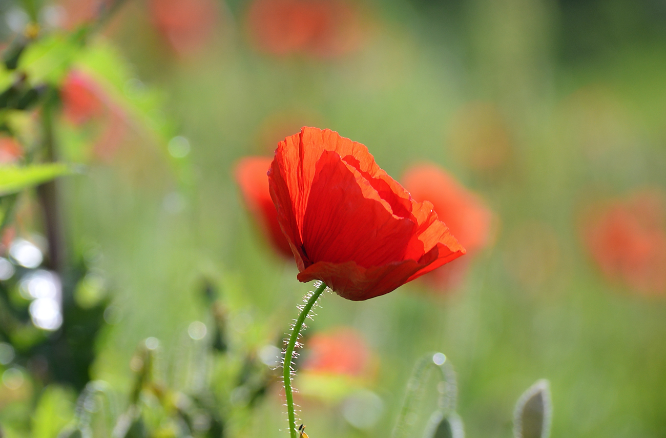 Roter Mohn mit viel Grün