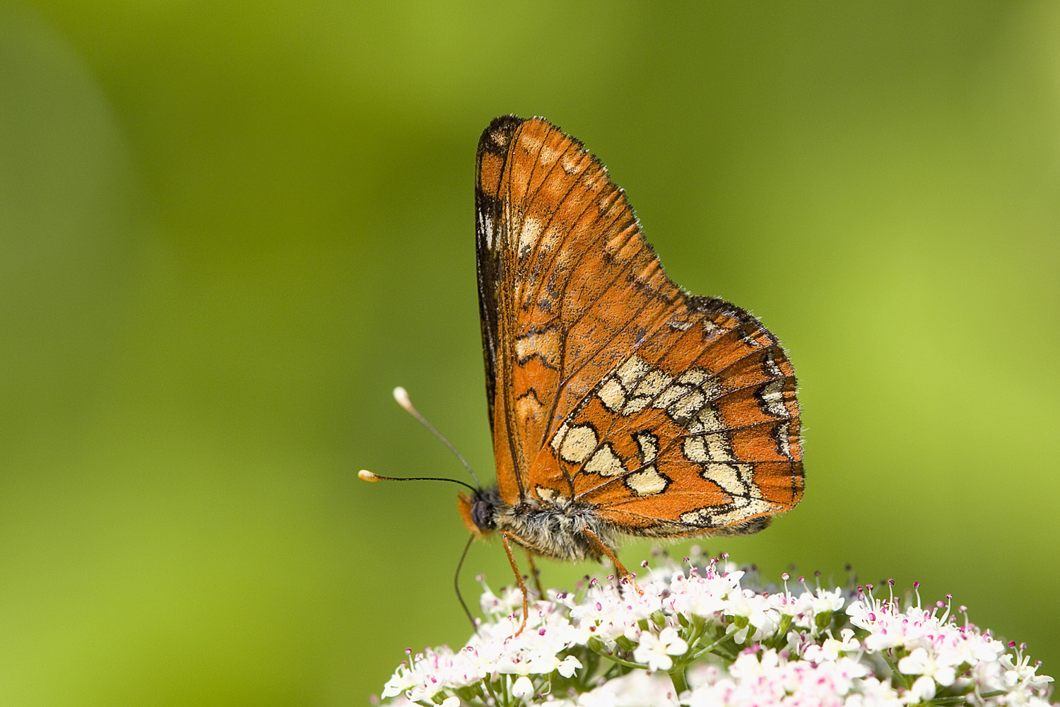 Kleiner Maivogel