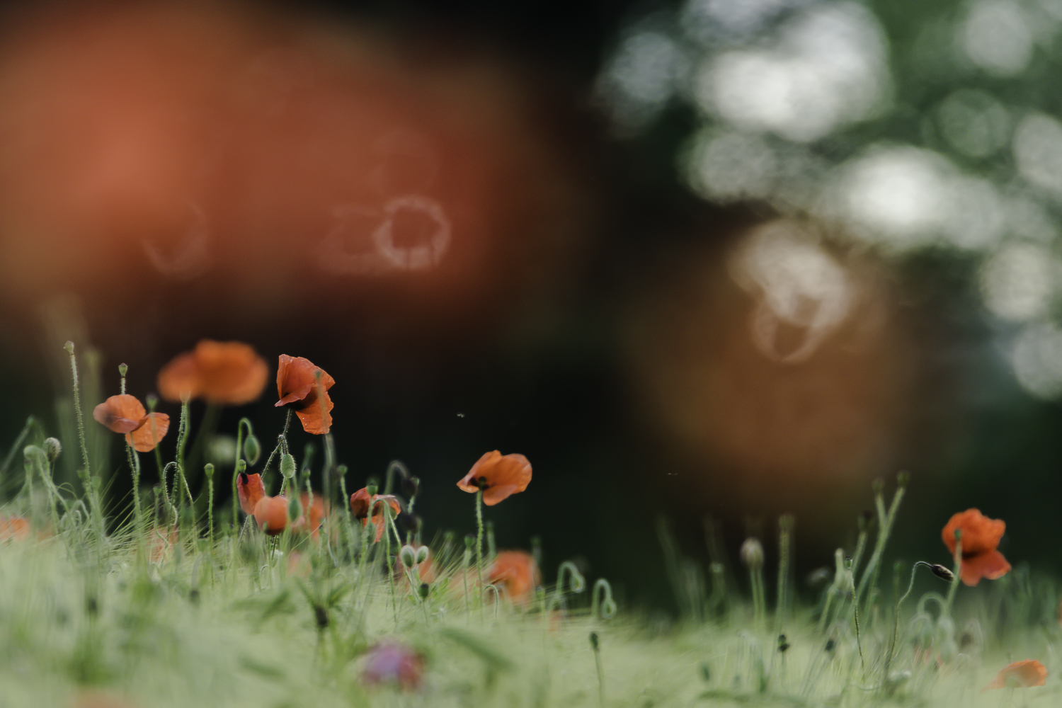 Mohnblumen