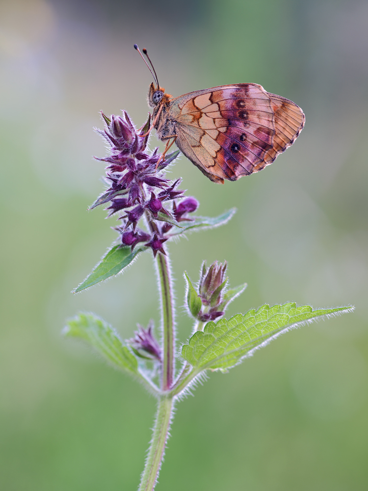 Schon vor einer Woche habe ich den ersten Brombeer Perlmuttfalter