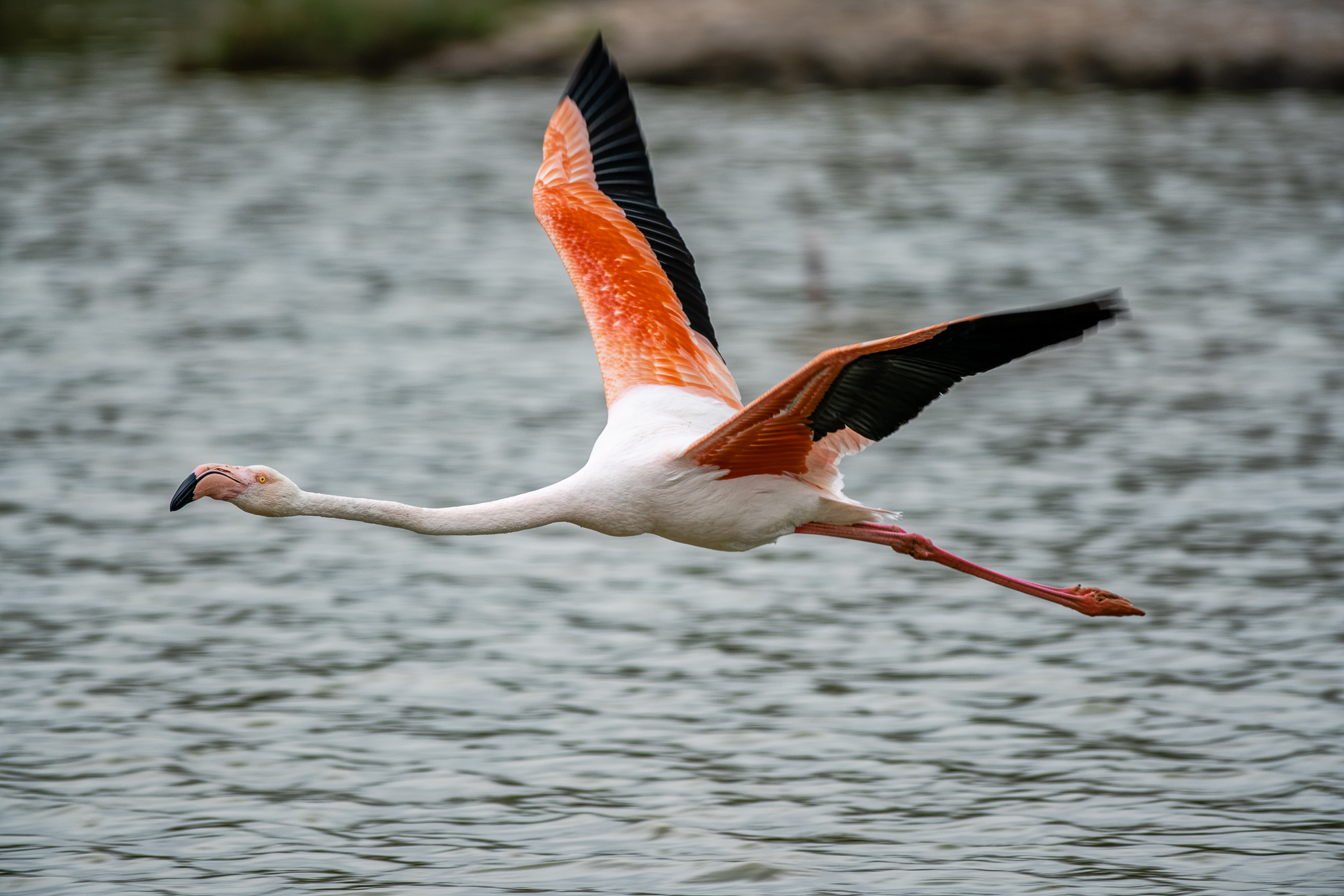 Flamant rose