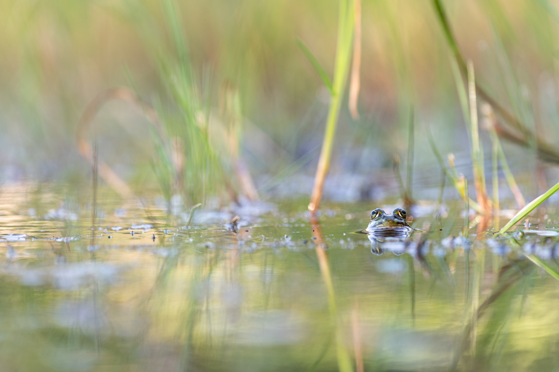 _________im Teich_____