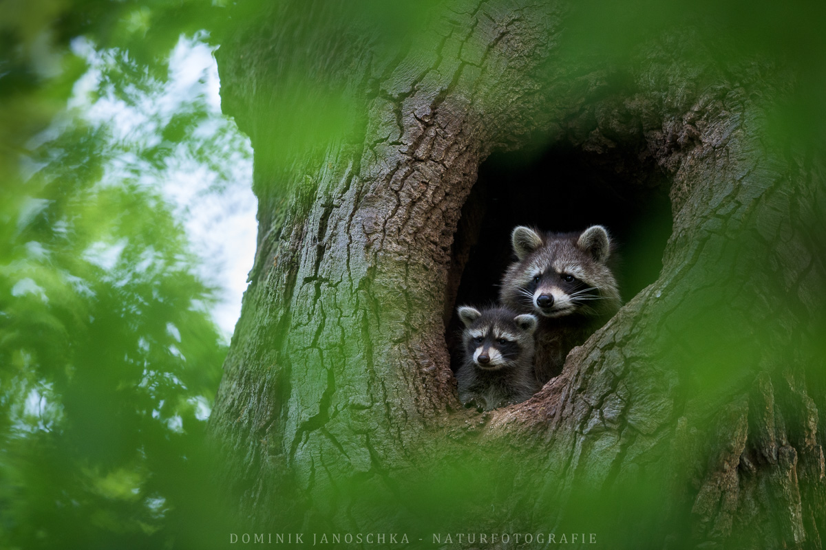 Familie Waschbär