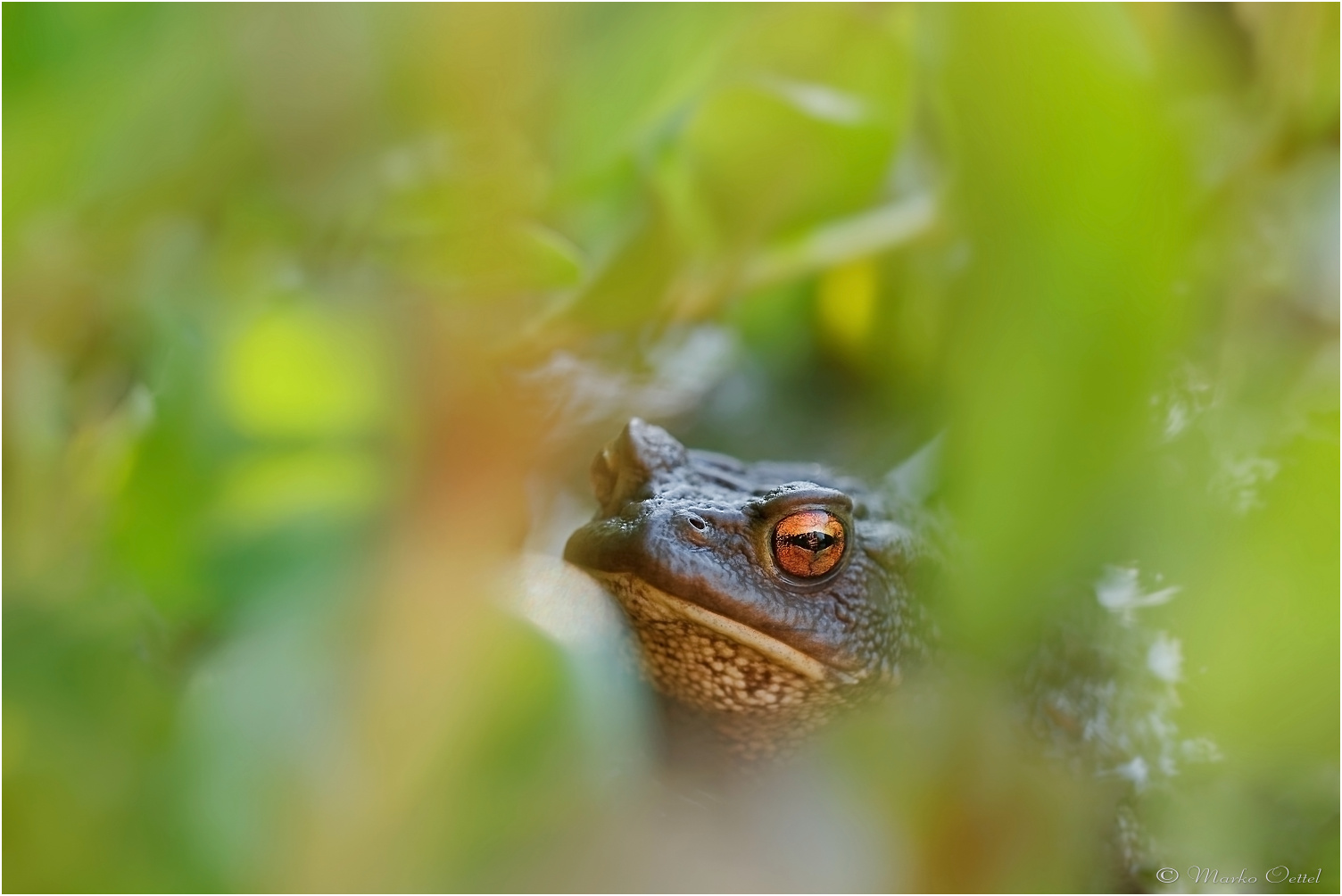 Erdkröte (Bufo bufo)