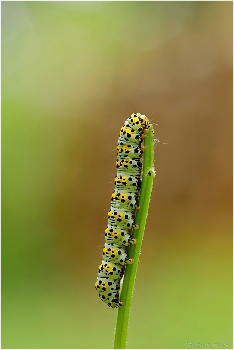 Raupe des Braunwurz-Mönch (Shargacucullia scrophulariae)